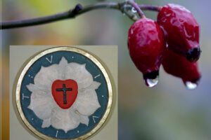 Hagebutten am einem Strauch mit Regentropfen, davor ist die Lutherrose eingeblendet.